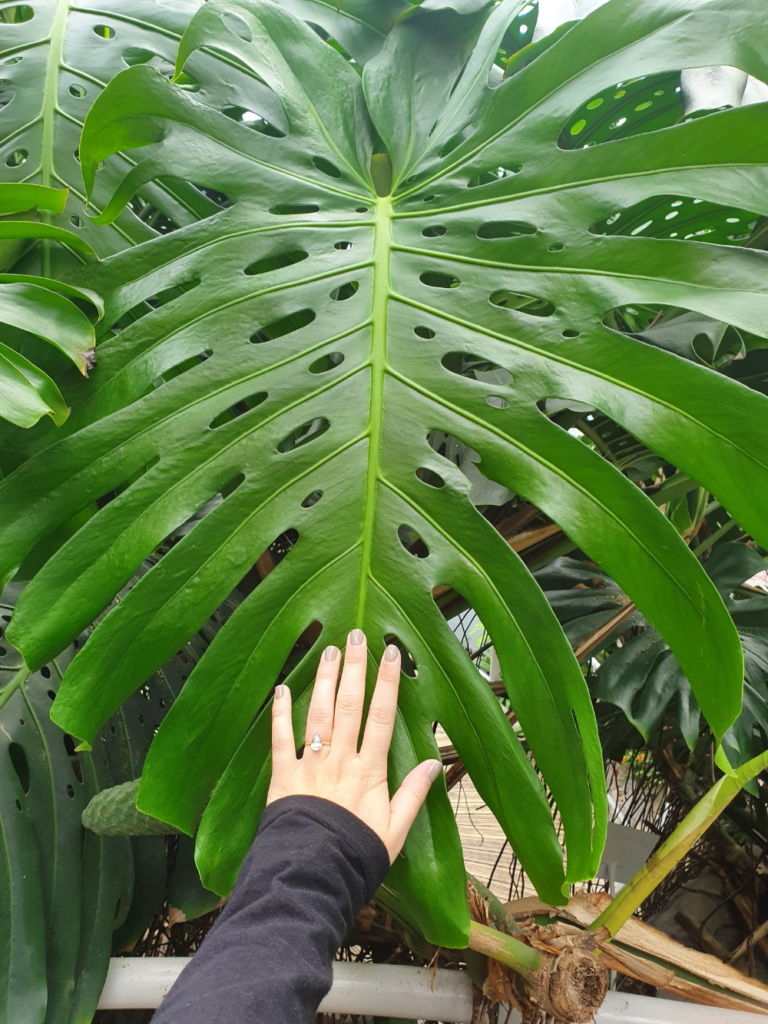 Monstera Deliciosa plant 1