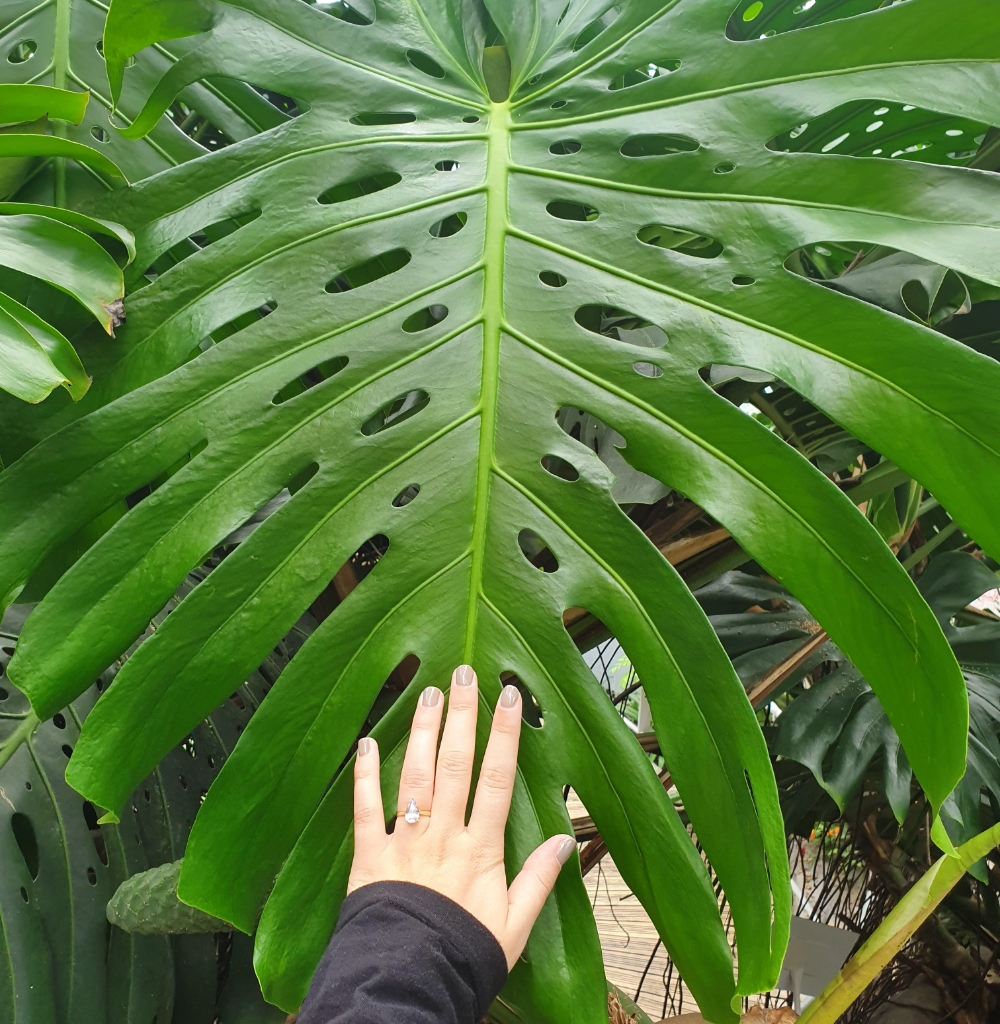 Monstera Deliciosa Plant