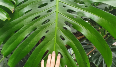 Monstera Deliciosa Plant