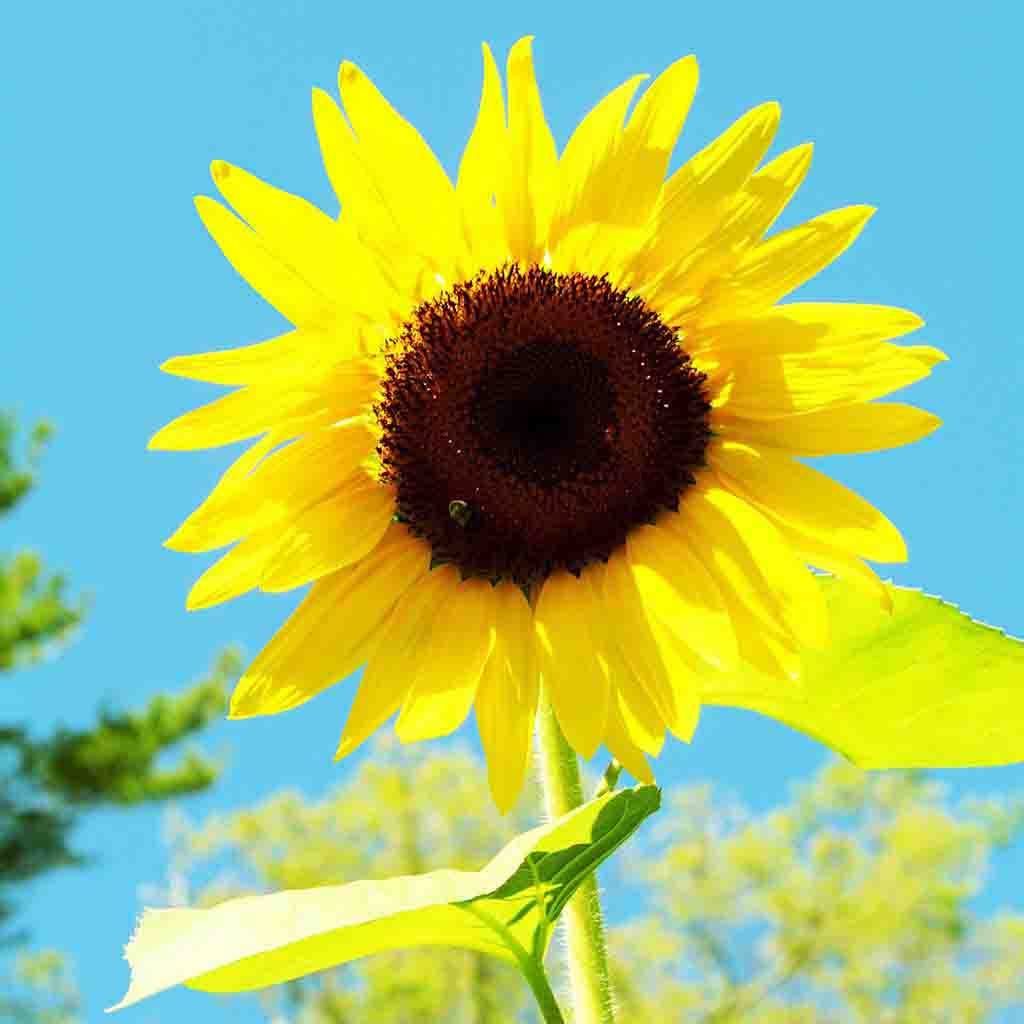 American Giant Sunflowers