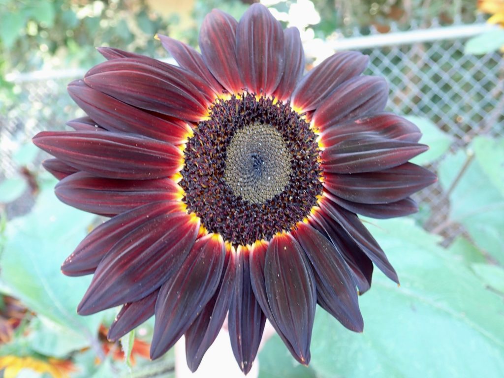 Chianti Sunflowers