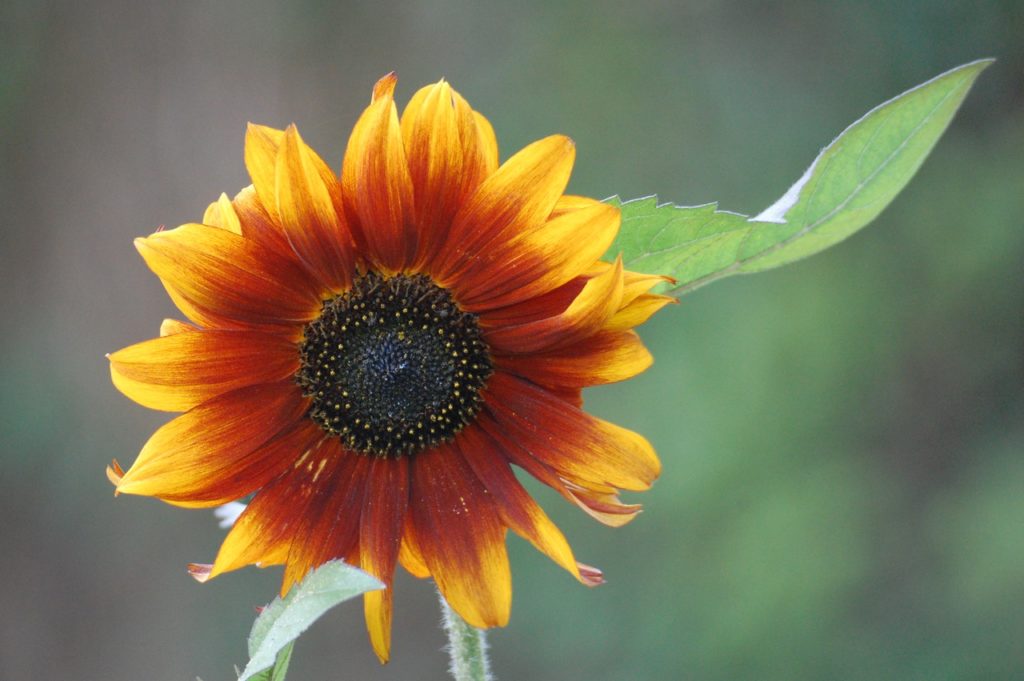 Earthwalker Sunflowers