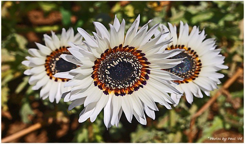 Italian White Sunflowers
