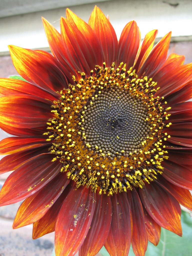 Little Becka Sunflowers