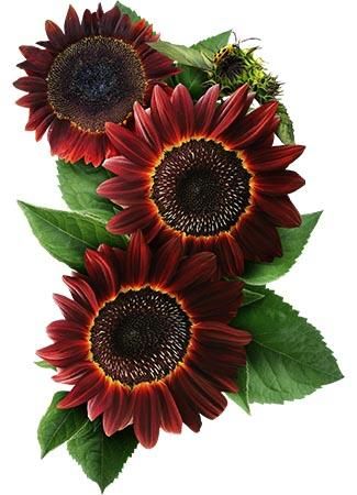 Moulin Rouge Sunflowers