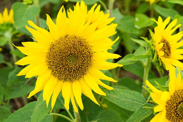 Pacino Sunflowers