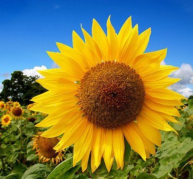 Russian Mammoth Sunflowers