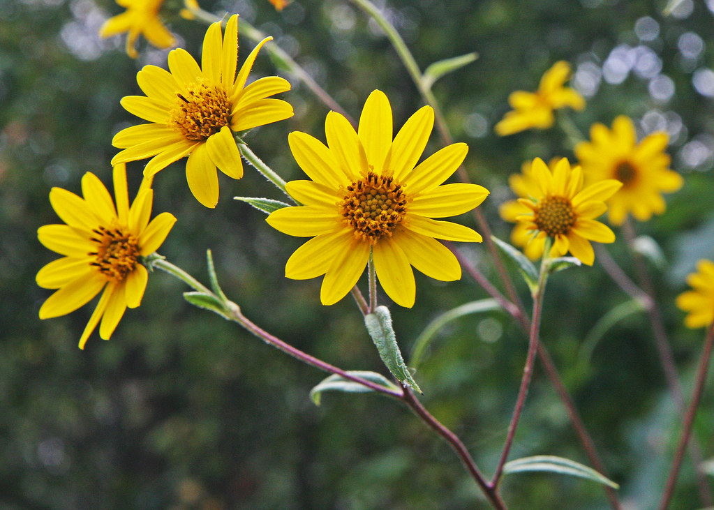 Schweinitzs Sunflowers