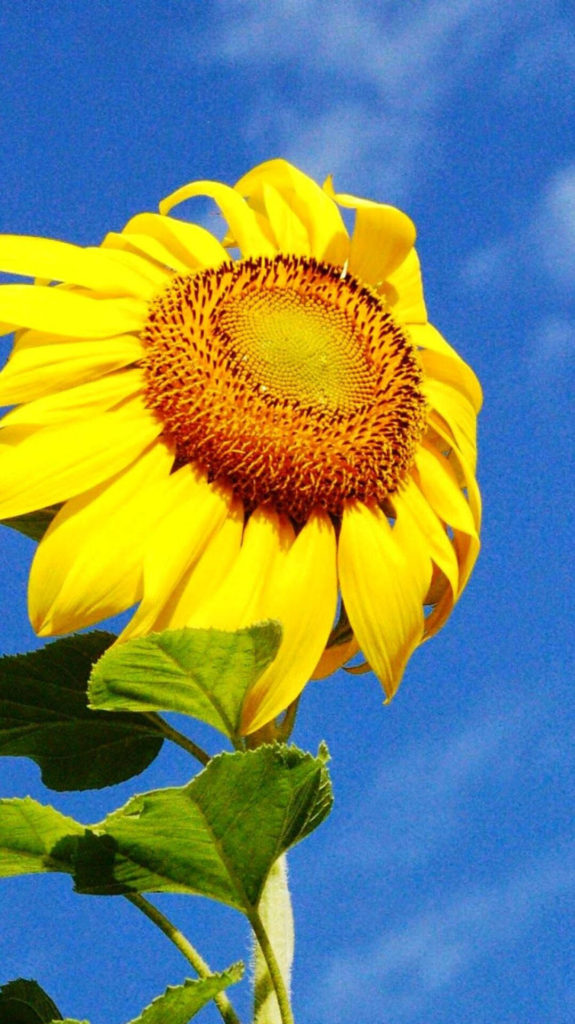 Skyscraper Sunflowers