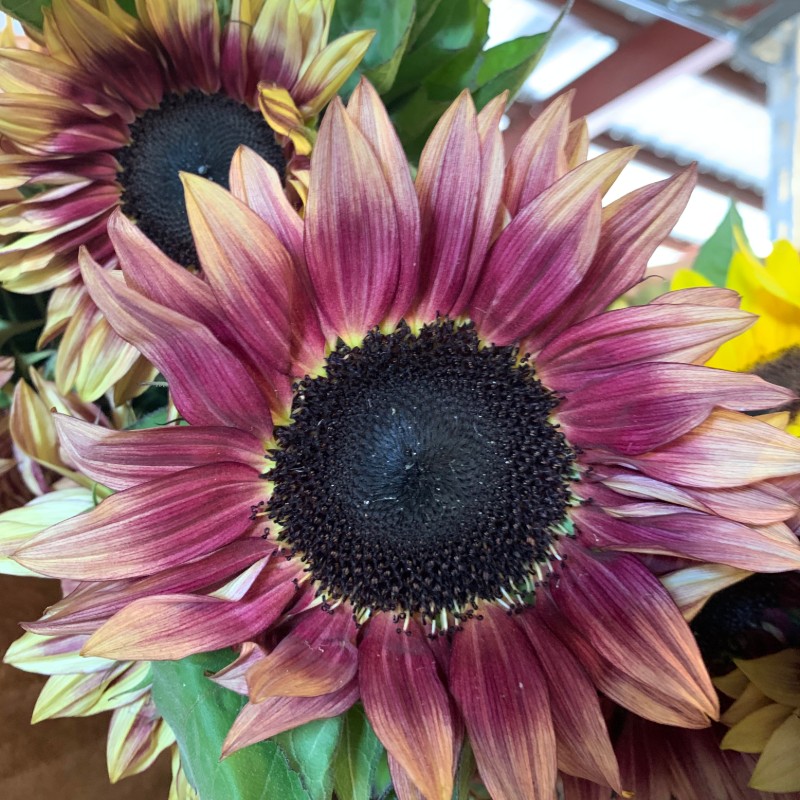 Strawberry Blonde Sunflowers