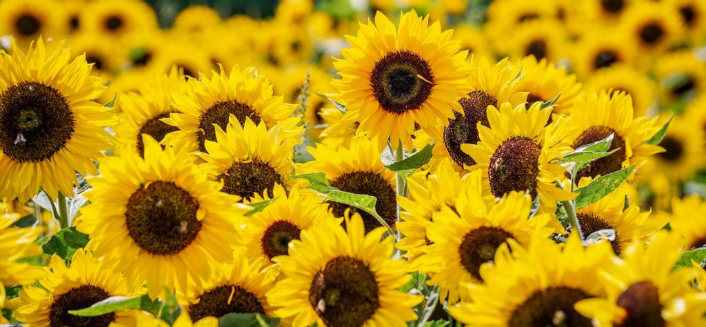 Sunforest Mix Sunflowers