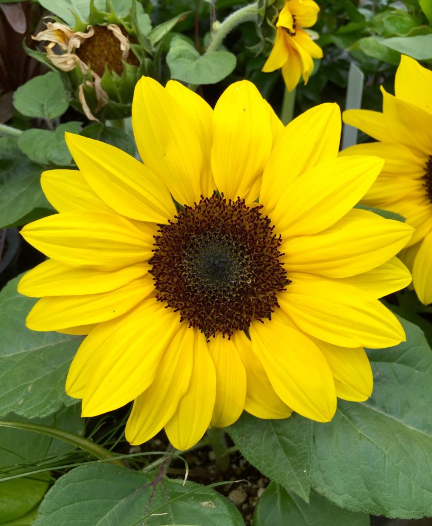 Suntastic Yellow Sunflowers