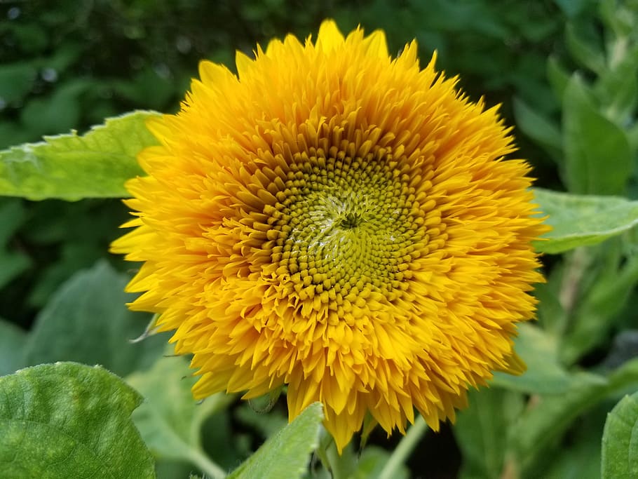 Teddy Bear Sunflowers