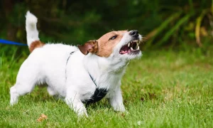 Elders and Dog Bites 