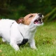 Elders and Dog Bites 