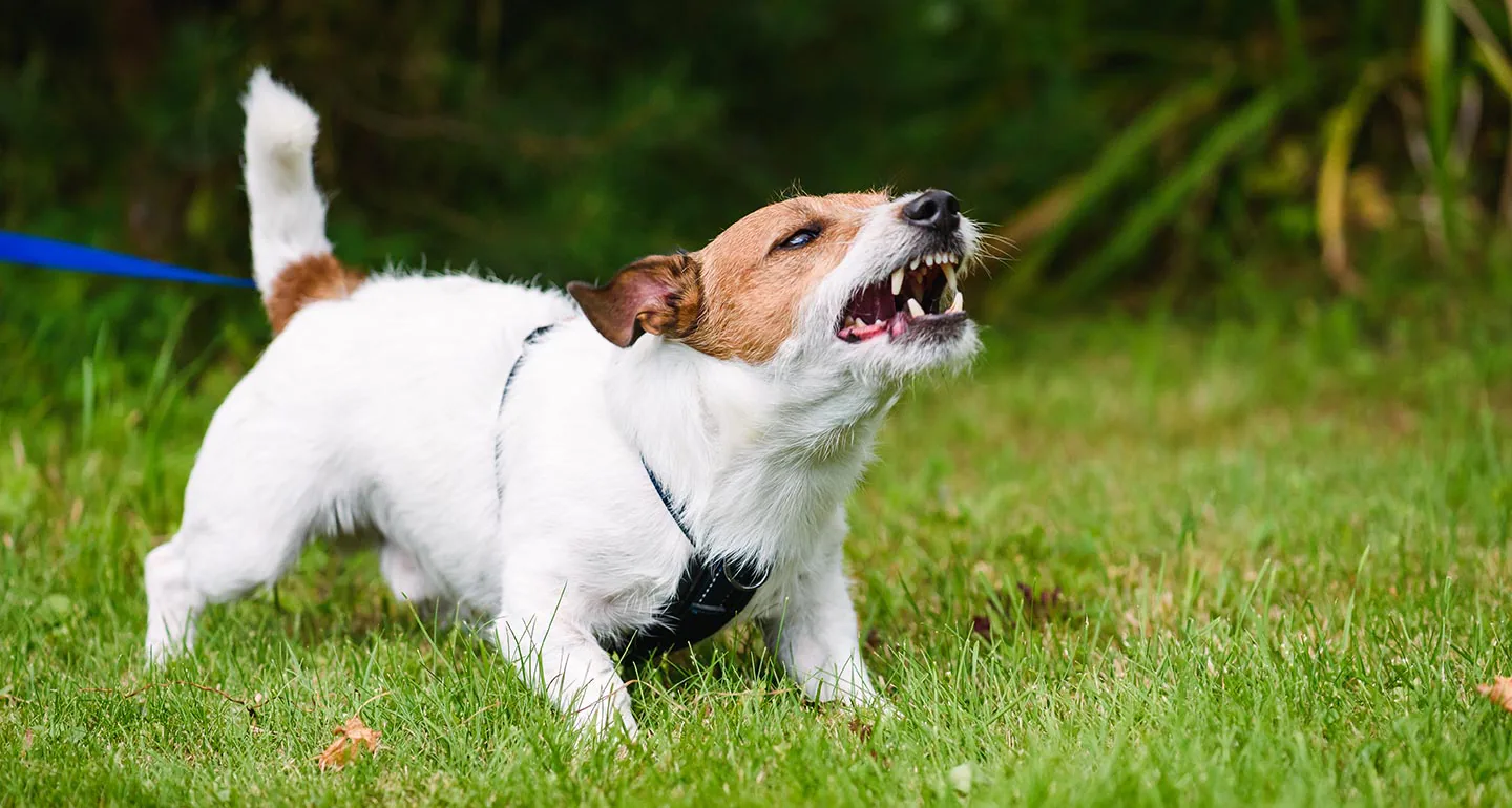 Elders and Dog Bites 